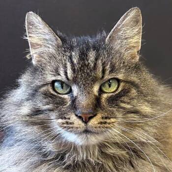 Domestic Long Hair Cats Available for Adoption in Crystal Lake, Illinois - Chessie | PetCurious