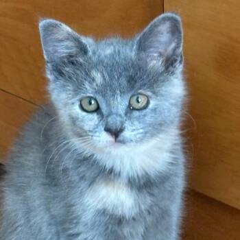 Mary Jane -  Domestic Short Hair Cat for Adoption in Evanston, Illinois - Mary Jane | PetCurious