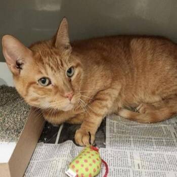 Domestic Short Hair Cats Available for Adoption in Phoenixville, Pennsylvania - Bailey | PetCurious