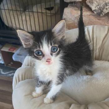 Skylar -  Domestic Long Hair Cat for Adoption in Long Beach, California - Skylar | PetCurious