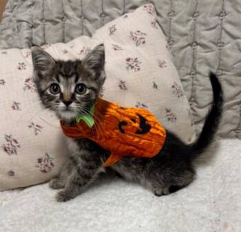 KIT KAT -  Tiger Cat for Adoption in Carroll, Ohio - KIT KAT | PetCurious