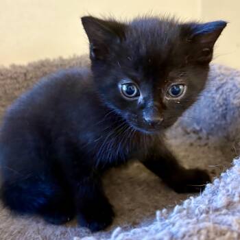 Rescue Domestic Short Hair Cats for Adoption in Akron, Ohio - Big Mac | PetCurious
