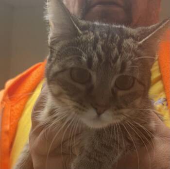 Rescue Domestic Short Hair Cats for Adoption in Paris, Tennessee - SASSY | PetCurious