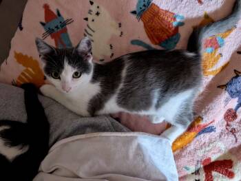 Jellybean -  Domestic Short Hair Cat for Adoption in Dublin, Ohio - Jellybean | PetCurious