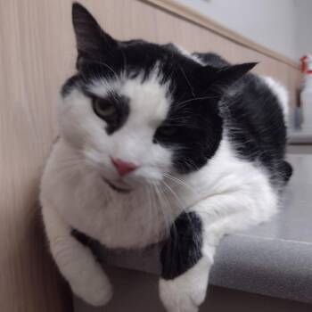 Oreo - Home to Home -  American Shorthair Cat for Adoption in South Elgin, Illinois - Oreo - Home To Home | PetCurious