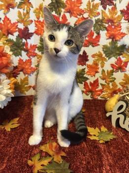 Rescue Domestic Short Hair Cats for Adoption in Effingham, Illinois - Howard “Howe” | PetCurious