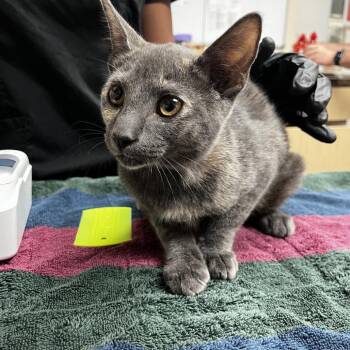Tatianna -  Domestic Short Hair Cat for Adoption in Lakeland, Florida - Tatianna | PetCurious