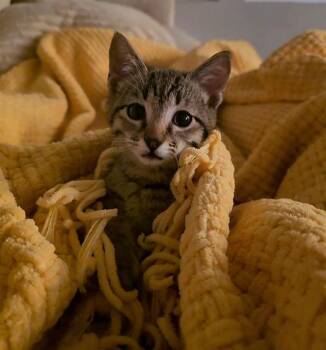 LITTEN -  Domestic Short Hair Cat for Adoption in Omaha, Nebraska - LITTEN | PetCurious