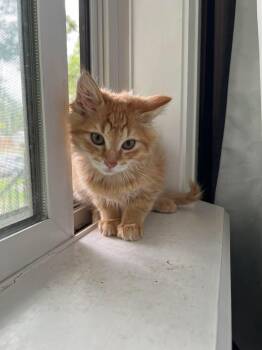 Habanero -  Tabby Cat for Adoption in Calgary, Alberta - Habanero | PetCurious