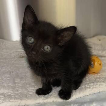 Gibby -  Domestic Short Hair Cat for Adoption in West Palm Beach, Florida - Gibby | PetCurious