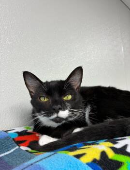 Domestic Short Hair Cats Available for Adoption in Hornell, New York - Roscoe | PetCurious