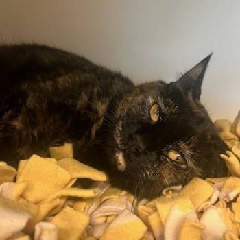 Domestic Short Hair Cats Available for Adoption in Manassas, Virginia - Pretty Pumpkin (ID 51316/1450) | PetCurious
