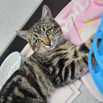 Domestic Short Hair Cats Available for Adoption - Cosmo Tigger | PetCurious