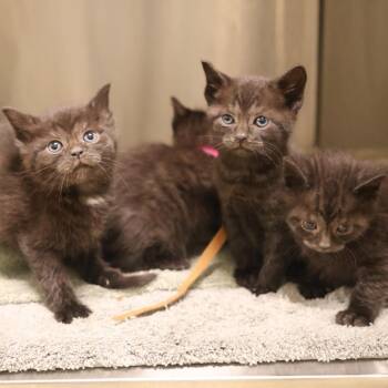Domestic Short Hair Cats Available for Adoption in Briarcliff Manor, New York - Green | PetCurious