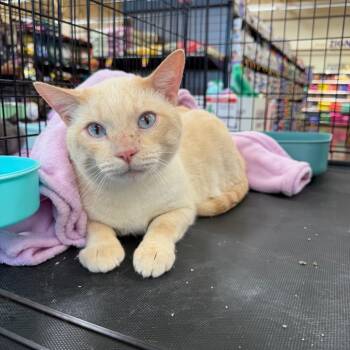 Gizmo -  Siamese Cat for Adoption in Tustin, California - Gizmo | PetCurious