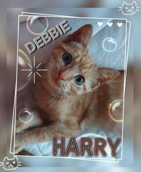 Rescue Domestic Short Hair Cats for Adoption in Lombard, Illinois - Debbie Harry | PetCurious