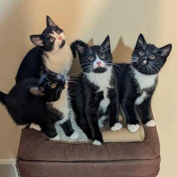 Rescue Domestic Short Hair Cats for Adoption in Hartland, Michigan - Makers Mark | PetCurious