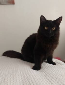 Rescue Domestic Short Hair Cats for Adoption in Montreal, Quebec - Italia (collier Vert) | PetCurious