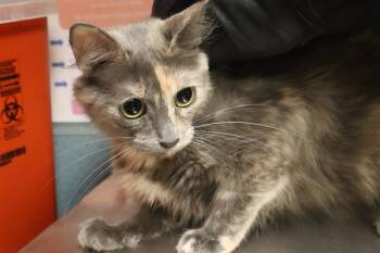 BLUEY -  Domestic Short Hair Cat for Adoption in Columbia, South Carolina - BLUEY | PetCurious