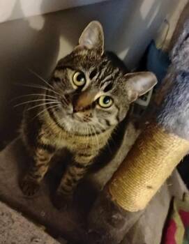 Rescue Domestic Short Hair Cats for Adoption in Mississauga, Ontario - Blossom | PetCurious