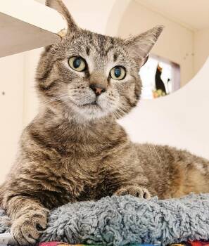 Ezra -  Tabby Cat Available for Adoption in Philadelphia, Pennsylvania - Ezra | PetCurious