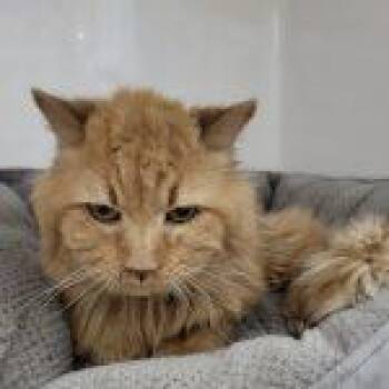 Harry Potter -  Domestic Medium Hair Cat Available for Adoption in Green Valley, Arizona - Harry Potter | PetCurious
