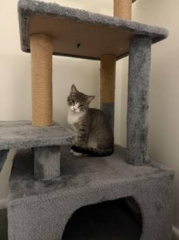 Samwise Gamgee -  Domestic Short Hair Cat for Adoption in Parkville, Maryland - Samwise Gamgee | PetCurious