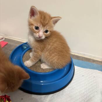 White Socks -  American Shorthair Cat for Adoption in Big Rapids, Michigan - White Socks | PetCurious