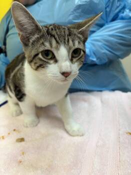 Evan -  Domestic Short Hair Cat for Adoption in Raleigh, North Carolina - Evan | PetCurious
