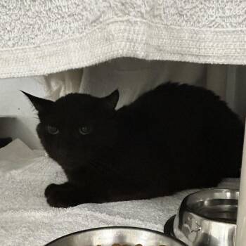 Redtail -  Domestic Short Hair Cat for Adoption in Dover, New Hampshire - Redtail | PetCurious