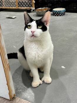 Antheia -  American Shorthair Cat for Adoption in Highland Park, New Jersey - Antheia | PetCurious