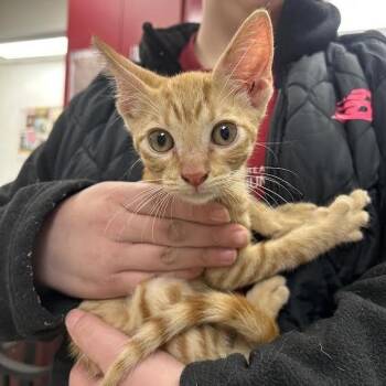 Cheeto -  Domestic Short Hair Cat for Adoption in Birmingham, Alabama - Cheeto | PetCurious