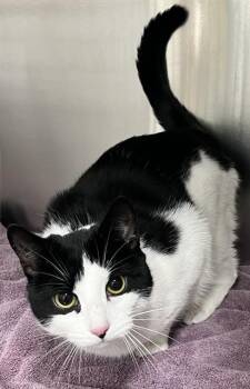 Domestic Short Hair Cats Available for Adoption - SAPPHIRE | PetCurious