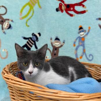 Jolene -  Domestic Short Hair Cat for Adoption in Riverwoods, Illinois - Jolene | PetCurious