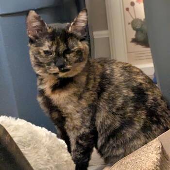 Batty -  Domestic Short Hair Cat for Adoption in Keizer, Oregon - Batty | PetCurious