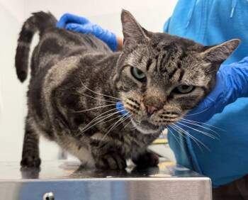 Big Boy -  Domestic Short Hair Cat for Adoption - Big Boy | PetCurious