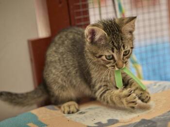 Taz -  Domestic Short Hair Cat for Adoption in Santa Barbara, California - Taz | PetCurious