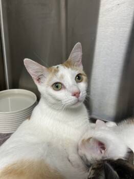 Rescue Domestic Short Hair Cats for Adoption in La Grange, Kentucky - Hallie | PetCurious