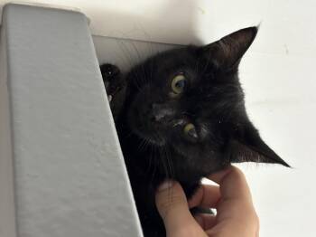 Rescue Domestic Short Hair Cats for Adoption in Zimmerman, Minnesota - Sweetie | PetCurious