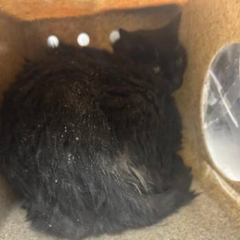 Domestic Short Hair Cats Available for Adoption in Philadelphia, Pennsylvania - Shadow Flower | PetCurious