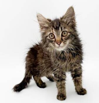 Inky -  Domestic Long Hair and Domestic Short Hair Cat for Adoption in Bowling Green, Kentucky - Inky | PetCurious
