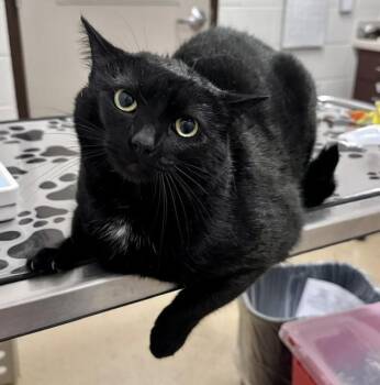 Domestic Short Hair Cats Available for Adoption in Derwood, Maryland - MICHI | PetCurious