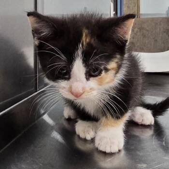 Sneezy -  Domestic Short Hair Cat for Adoption in Washburn, Missouri - Sneezy | PetCurious