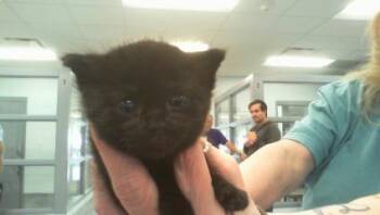 A1263736 -  Domestic Short Hair Cat for Adoption in Charlotte, North Carolina - A1263736 | PetCurious