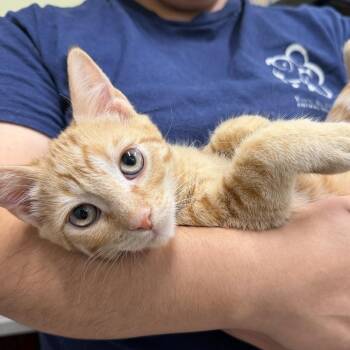Pete -  Domestic Short Hair Cat for Adoption in Saint Charles, Missouri - Pete | PetCurious
