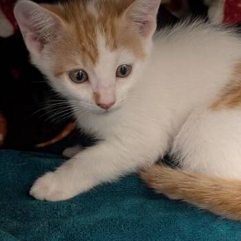 Domestic Short Hair Cats Available for Adoption - Doozer | PetCurious