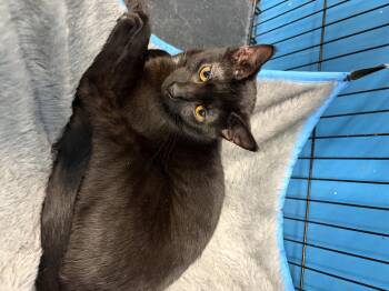 Domestic Short Hair Cats Available for Adoption in Louisville, Kentucky - Mae | PetCurious