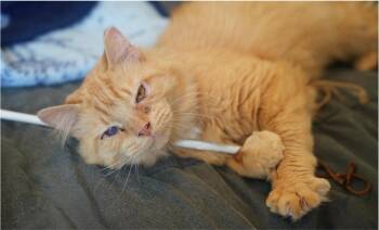 Leo -  Tabby Cat for Adoption in Cincinnati, Ohio - Leo | PetCurious