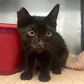 Hamilton -  Domestic Short Hair Cat for Adoption in Valley, Alabama - Hamilton | PetCurious