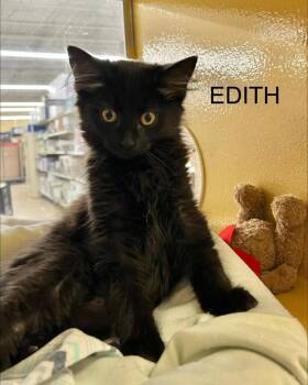 Edith -  Domestic Short Hair Cat for Adoption in Hazlet, New Jersey - Edith | PetCurious
